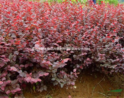 株洲市新大地花卉苗木種植農民專業(yè)合作社