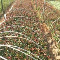 供應紅葉石楠_米徑10公分_株洲種植地_高度300公分 | 株洲市新大地花卉苗木種植農民專業(yè)合作社