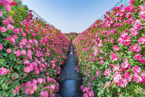 身邊榜樣 雙百雙創(chuàng) ▏花木界 明星 的華麗逆襲 記濰坊市勞動模范朱紹遠
