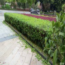 【山東廠區(qū)綠化,工廠綠化設計,工廠綠化栽植技術指導圖片】山東廠區(qū)綠化,工廠綠化設計,工廠綠化栽植技術指導 - 青州市茗茜花卉苗木專業(yè)合作社