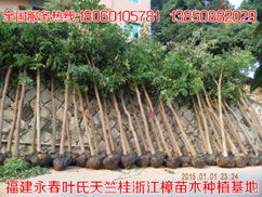 精品推薦 葉金枝 個(gè)人 天竺桂最新價(jià)格行道樹(shù)花木批發(fā)基地