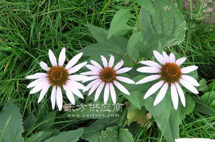 松果菊種植 君誠花卉苗木 在線咨詢 江西松果菊?qǐng)D片