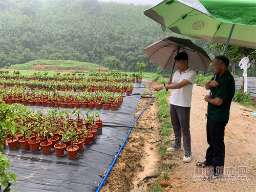 護航項目落地,共繪古水鎮鄉村振興美麗畫卷