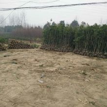 潢川縣博鰲花木種植專業(yè)合作社 供應產(chǎn)品