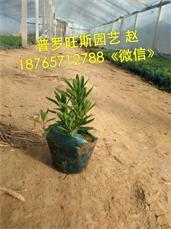 來普羅旺斯花卉苗木,買熱銷薰衣草 薰衣草批發(fā),來普羅旺斯花卉苗木,買熱銷薰衣草 薰衣草批發(fā)生產(chǎn)廠家,來普羅旺斯花卉苗木,買熱銷薰衣草 薰衣草批發(fā)價格