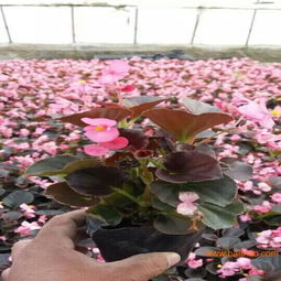 國安花卉苗木出售優(yōu)質(zhì)四季海棠 供應四季海棠,國安花卉苗木出售優(yōu)質(zhì)四季海棠 供應四季海棠生產(chǎn)廠家,國安花卉苗木出售優(yōu)質(zhì)四季海棠 供應四季海棠價格